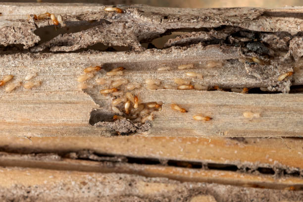 Best Commercial Pest Control Services  in Pittsville, MD